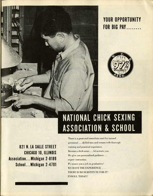 “Your Opportunity for Big Pay…National Chick Sexing Association and School.”